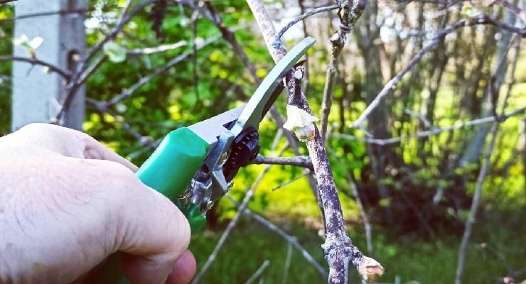 Quali alberi e piante potare ottobre