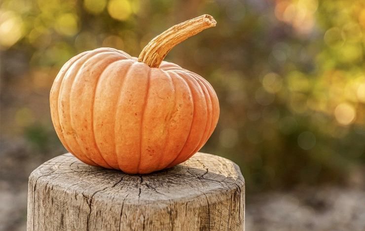 Zucca fresca su tronco d'albero