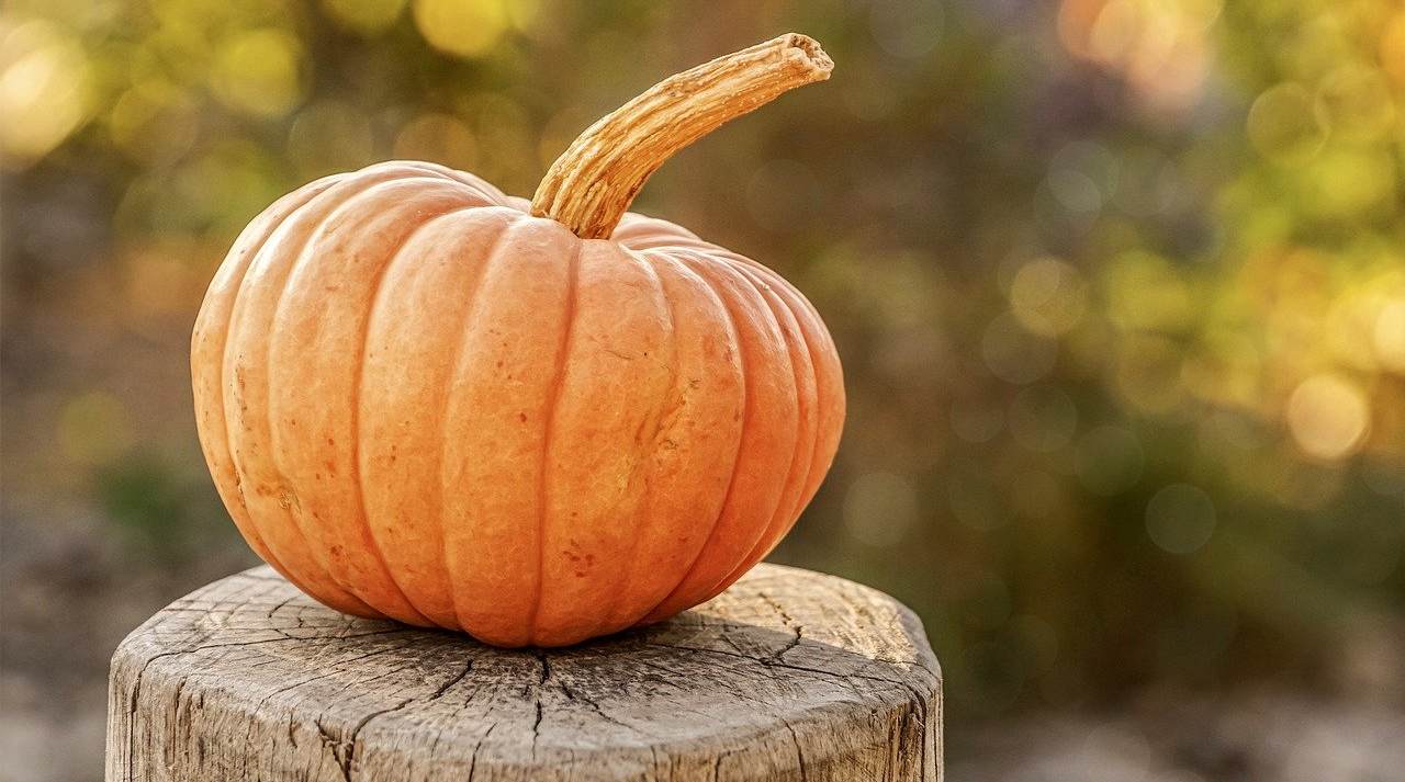 Zucca fresca su tronco d'albero