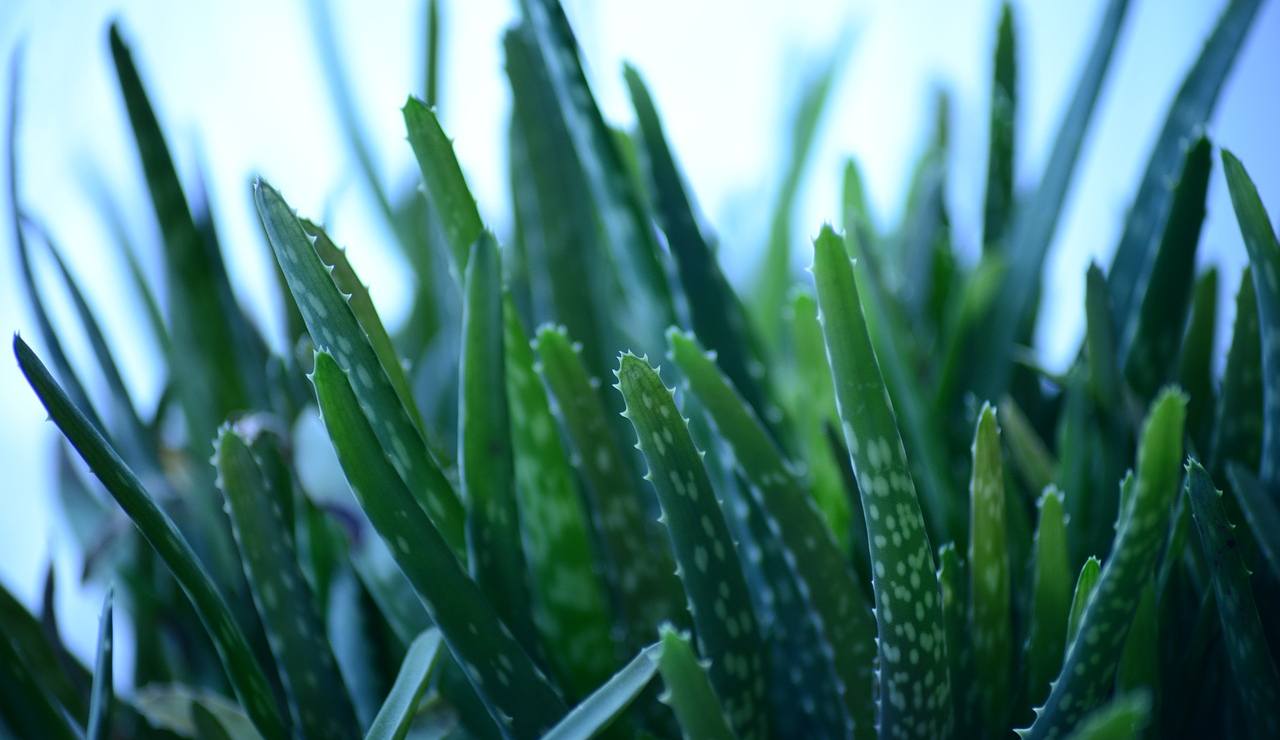 aloe-vera-freddo