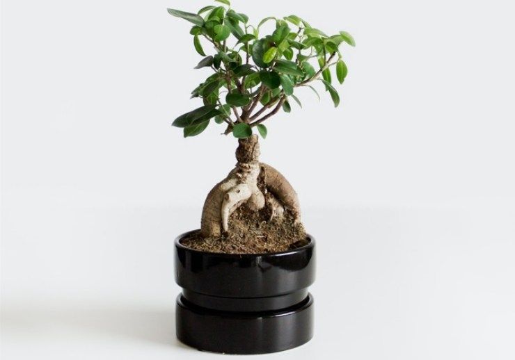 Bonsai