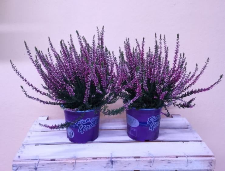 calluna viola