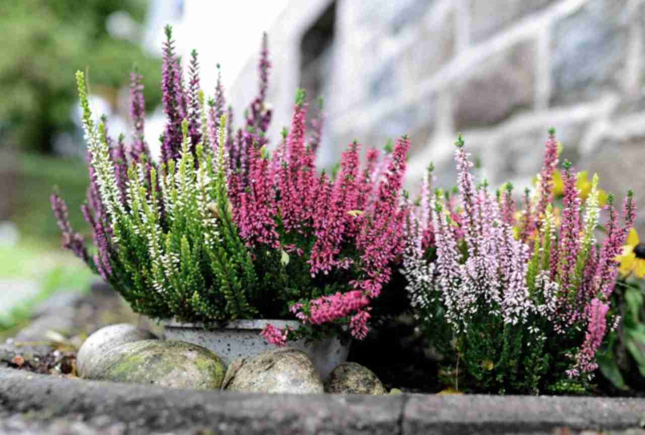 Calluna