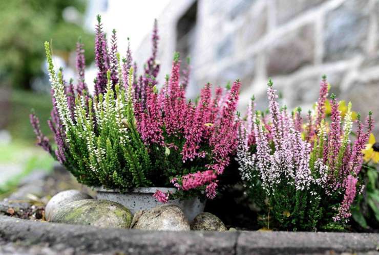 calluna