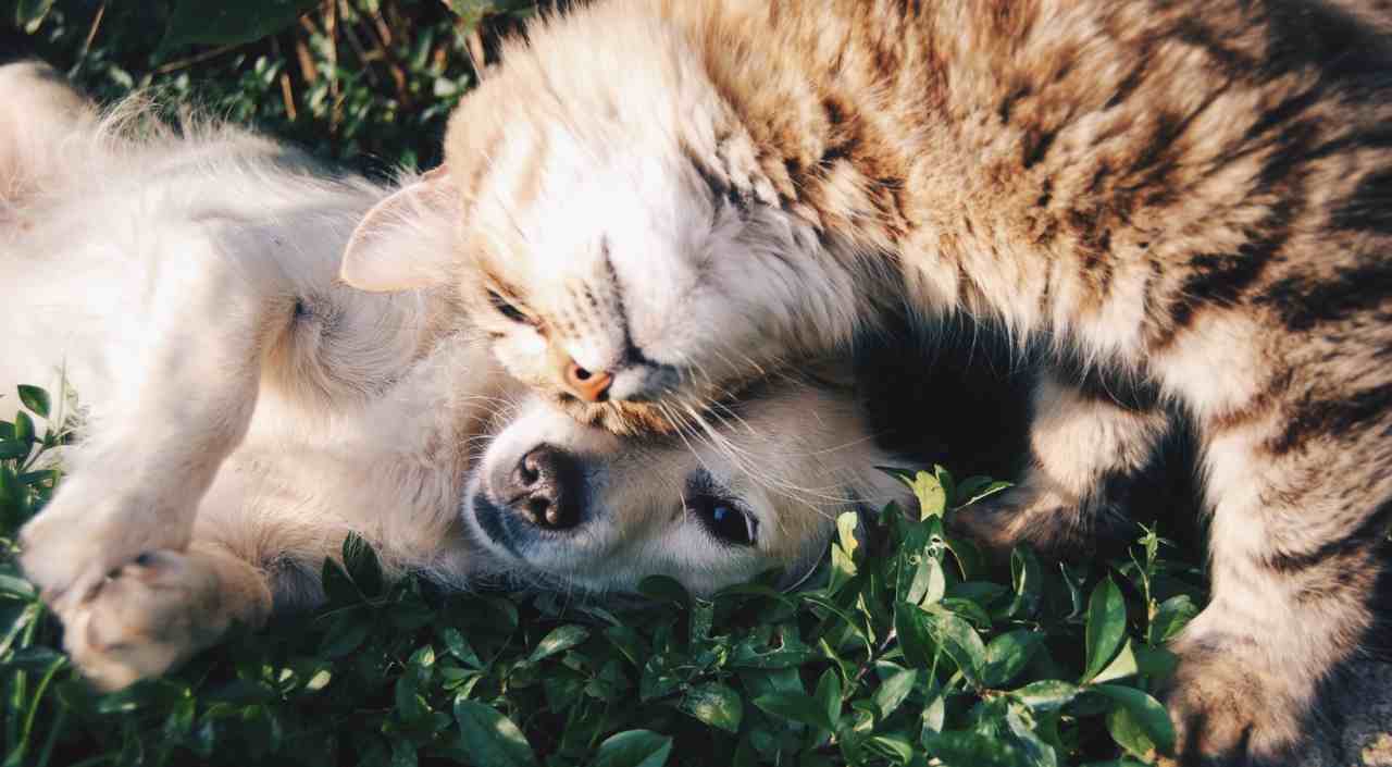 cane e gatto