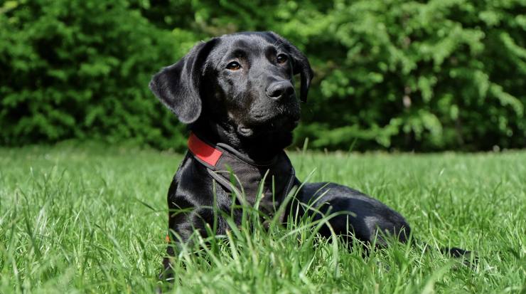 Cane nel prato