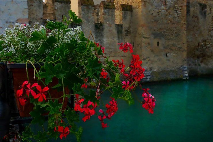 cascate fiori piante