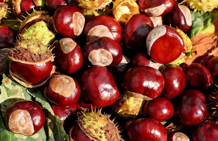 come fare delle ottime castagne