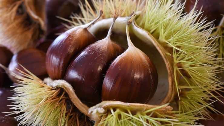 castagne come riconoscere buone (1)castagne come riconoscere buone (1)