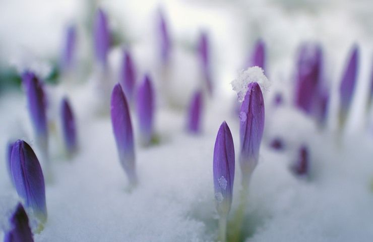 salvia, proteggila così dal freddo