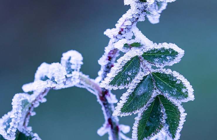 salvia, proteggila così dal freddo