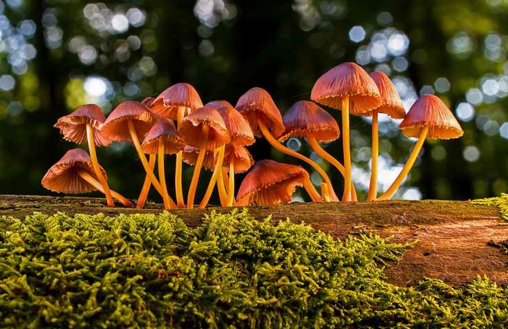 come conservare i funghi fino ad una settimana