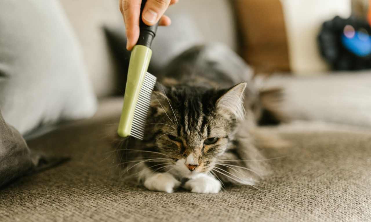 Cani e gatti: il pelo può rovinare la lavatrice. Ecco come evitarlo