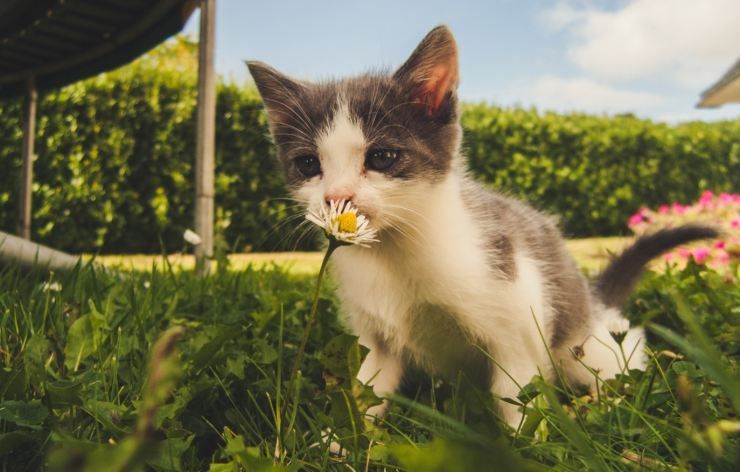 gatto in giardino