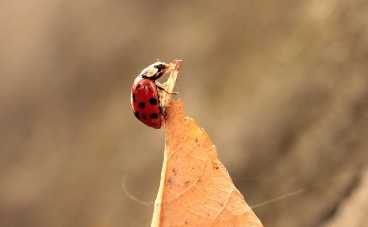 insetti autunnali