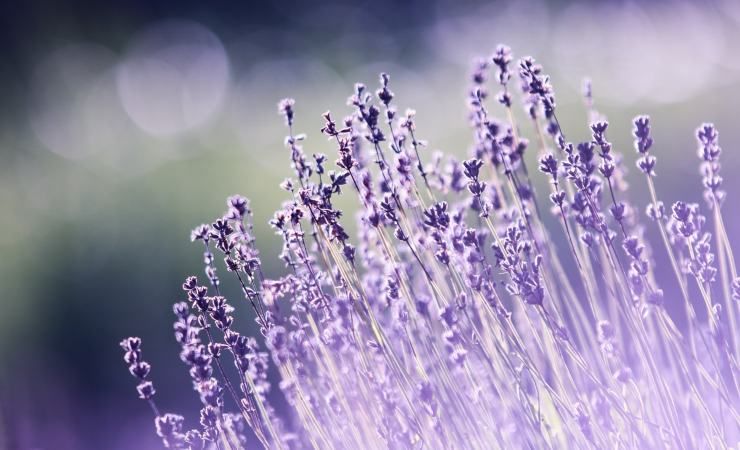 lavanda