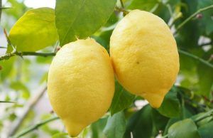 come proteggere la pianta di limoni dal freddo