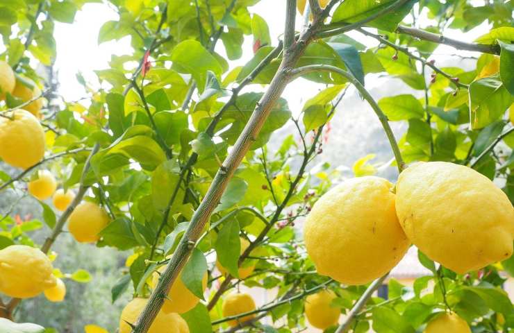 come proteggere la pianta di limoni dal freddo