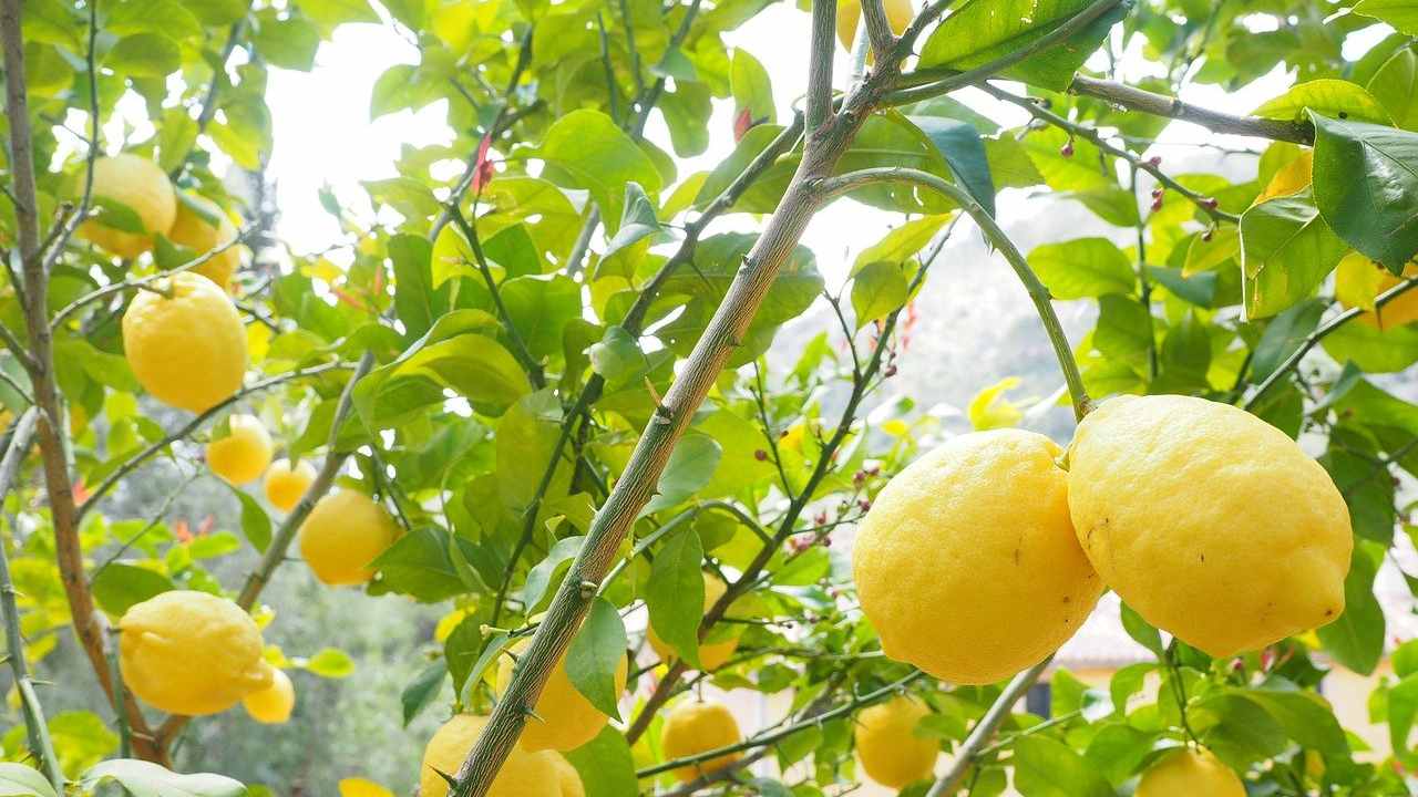 come proteggere la pianta di limoni dal freddo