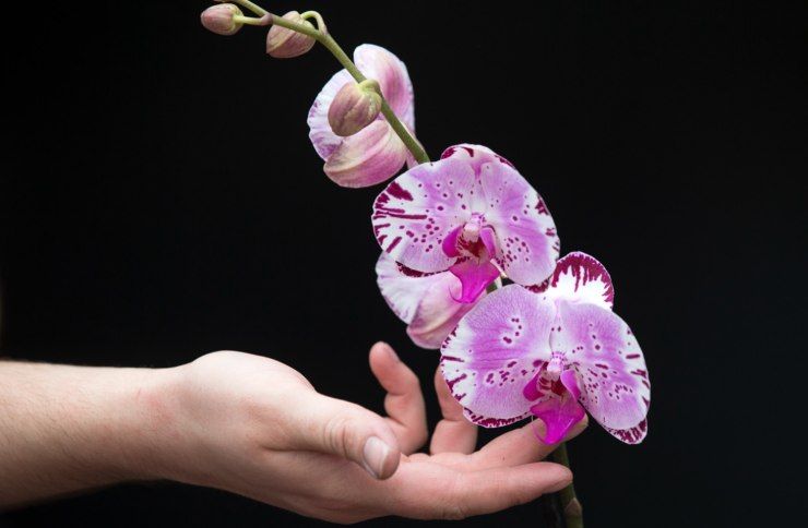 Orchidea