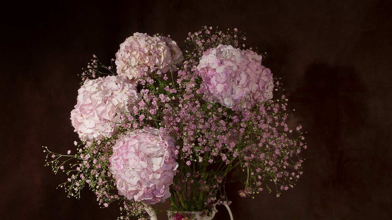 fiori di ortensia marroni, cause