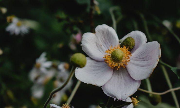 anemone giapponese