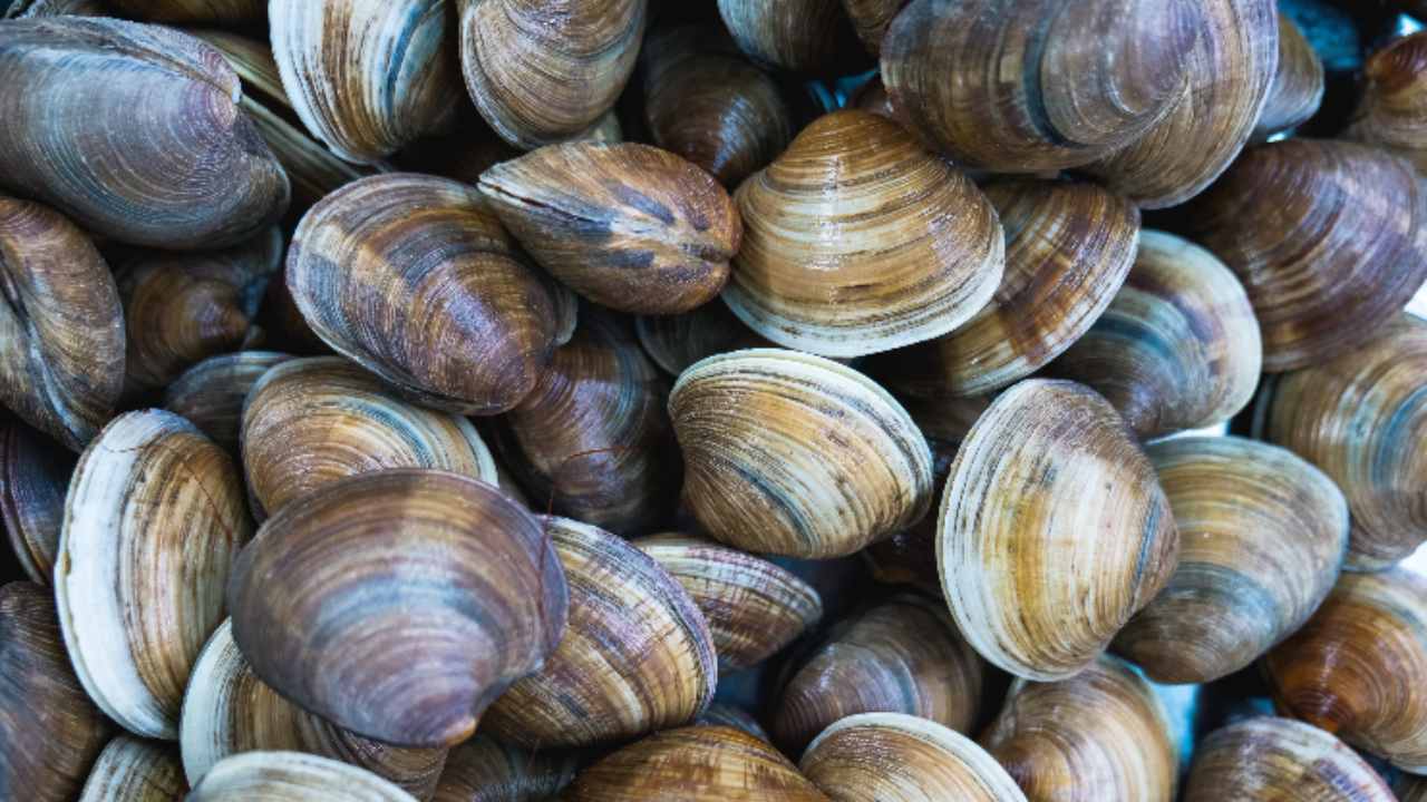 vongole contaminate