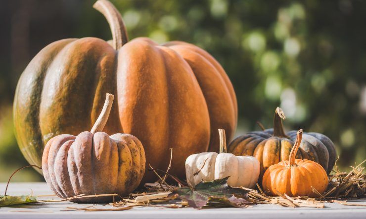 zucca in autunno