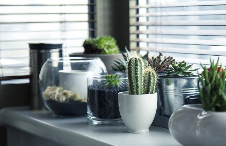 una nuova pianta per il vostro balcone