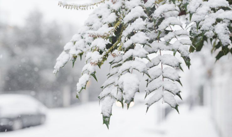 pianta in inverno