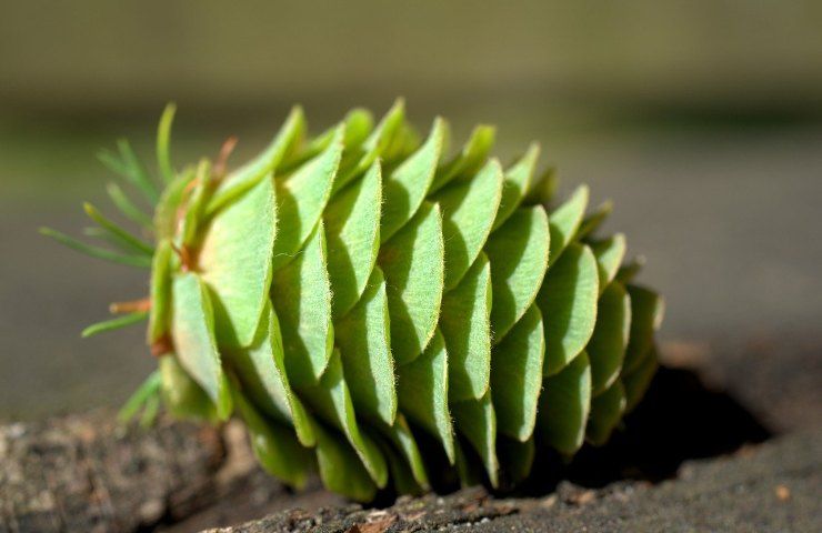 Pigna verde a terra