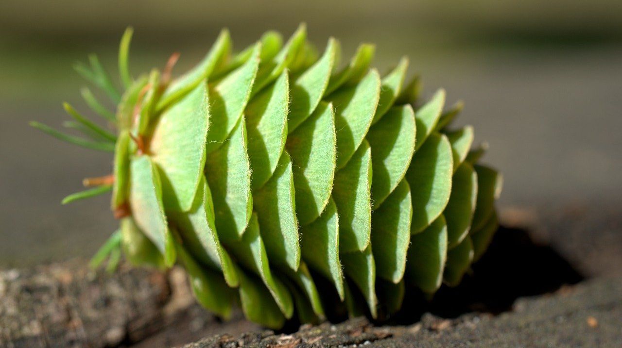 Pigna verde a terra