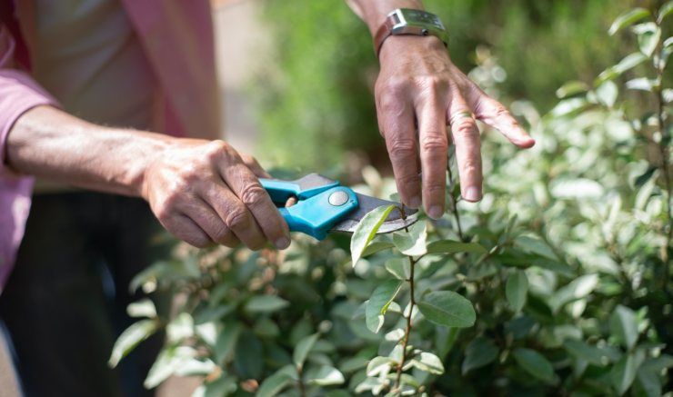 manutenzione giardino