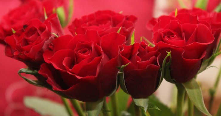 rose rosse