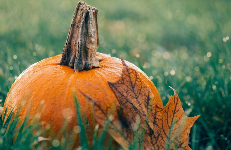 ciambellone alla zucca, ricetta