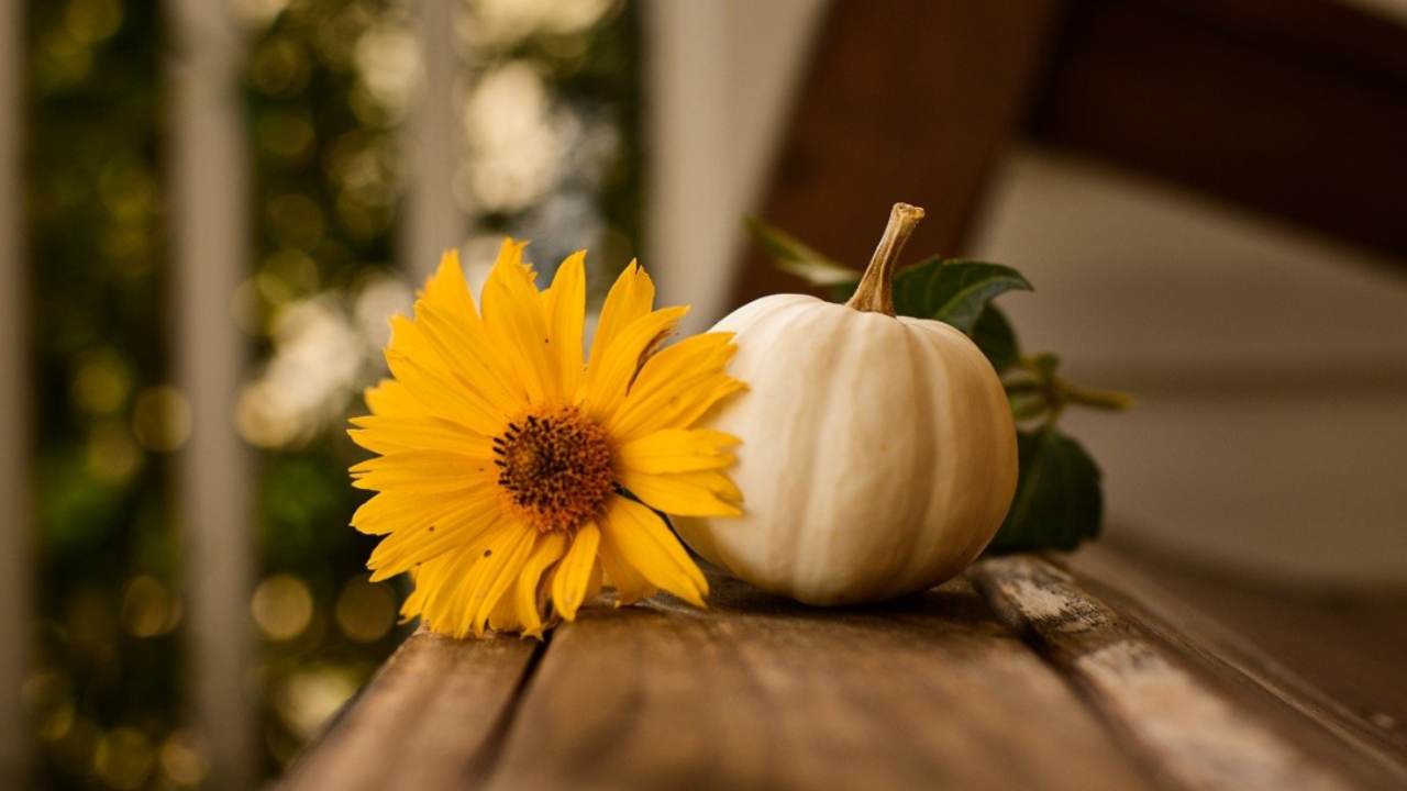 chips di zucca ricetta