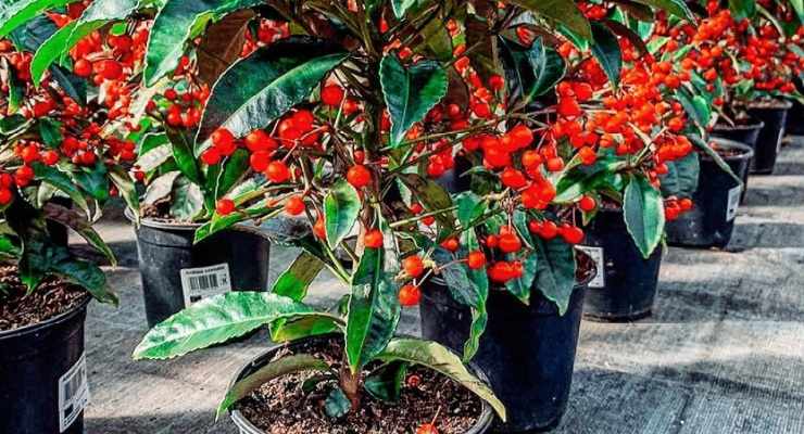 Sostituire Stella di Natale con Ardisia crispa