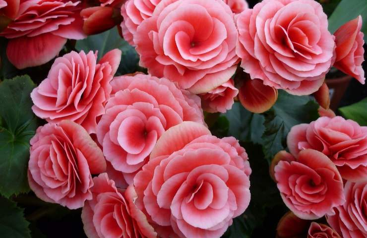 Begonia tea rose, splendida e profumata