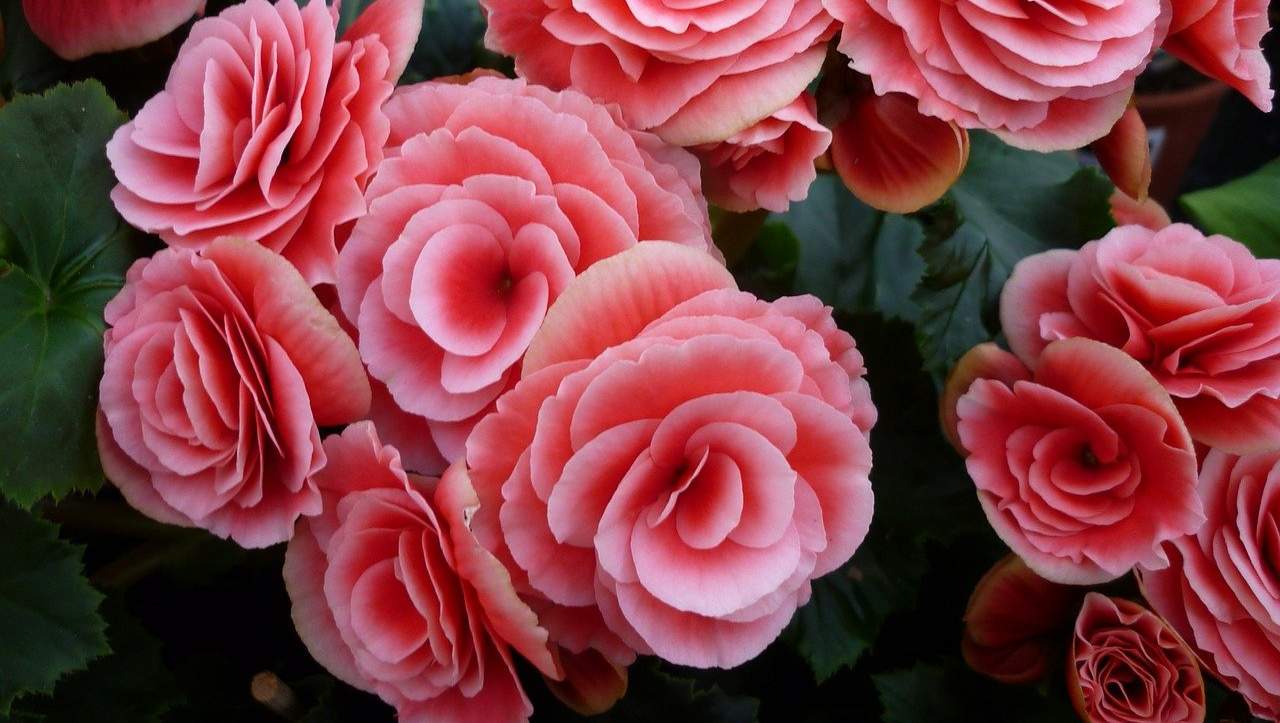 Begonia tea rose, splendida e profumata