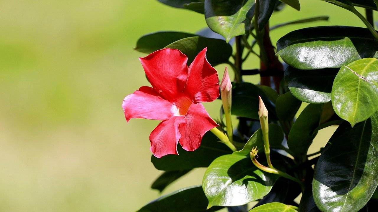 Bellissima dipladenia