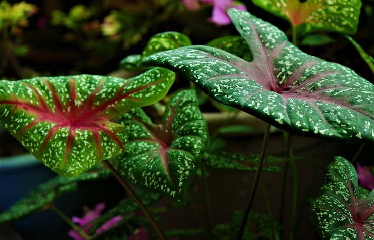 Caladium dalle foglie verdi e rosse