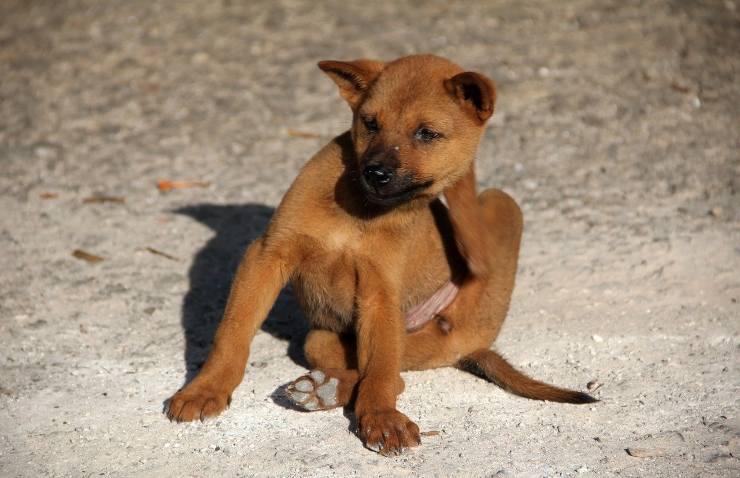 Cane intento a grattarsi la schiena