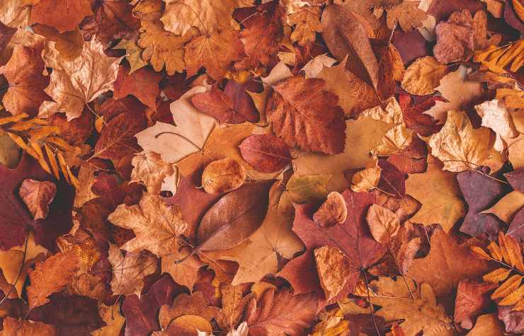 Cumulo di foglie secche in autunno