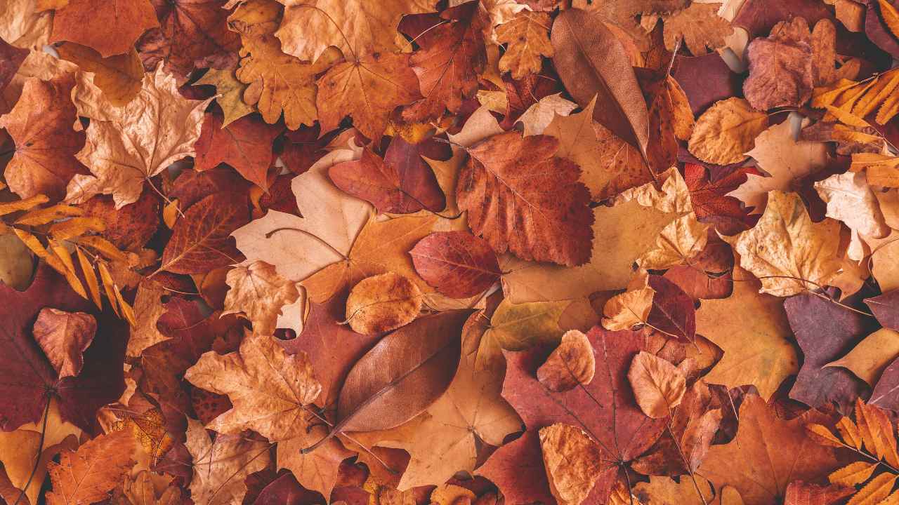 Cumulo di foglie secche in autunno
