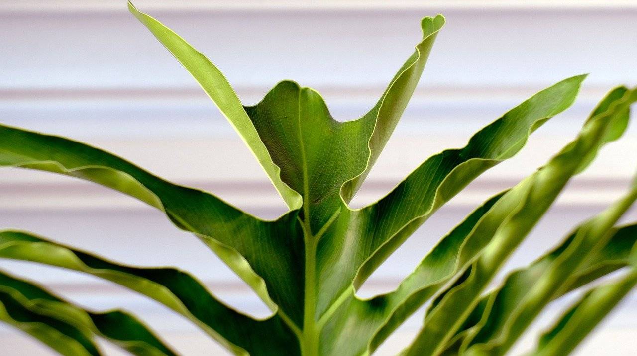 Foglia di Philodendron dalla forma particolare