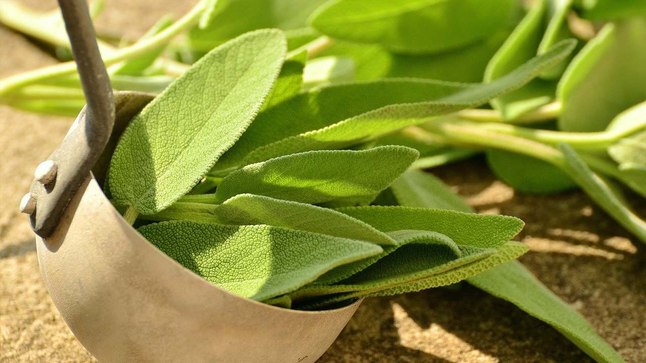 Foglie di salvia