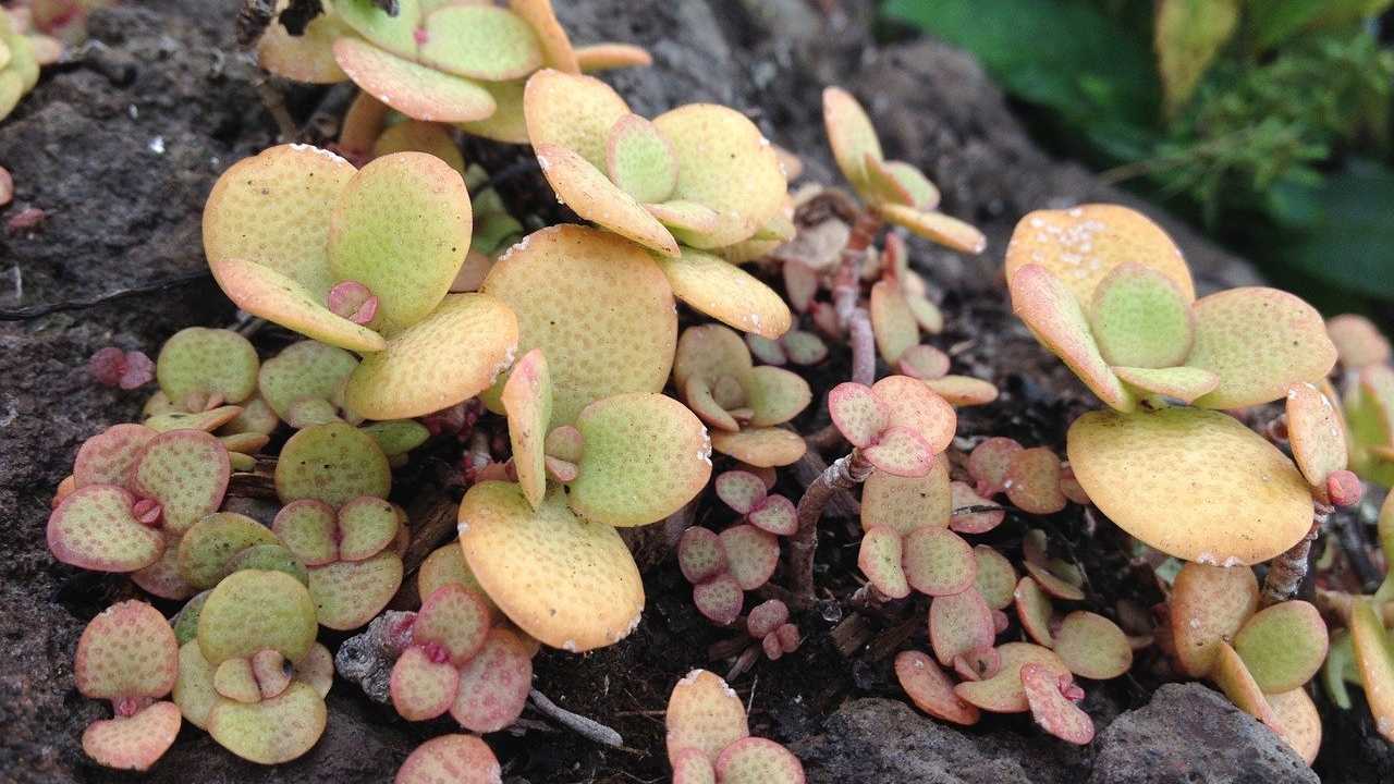 Il caratteristico colore giallo delle foglie di giada