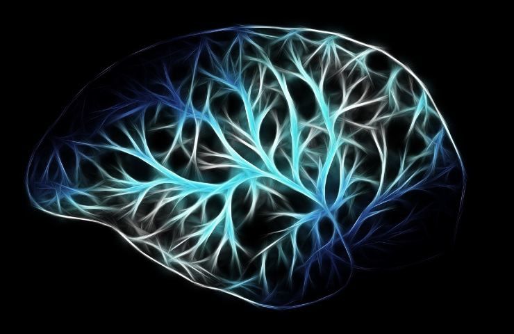 Il cervello, organo enigmatico