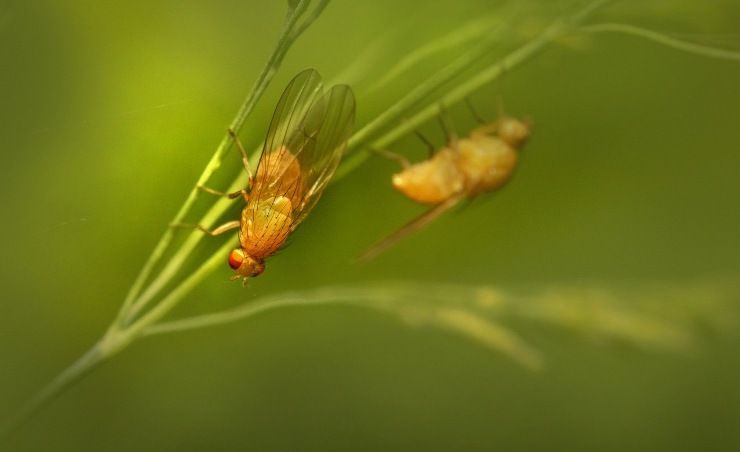 Insetti su piante, l'aceto li allontana