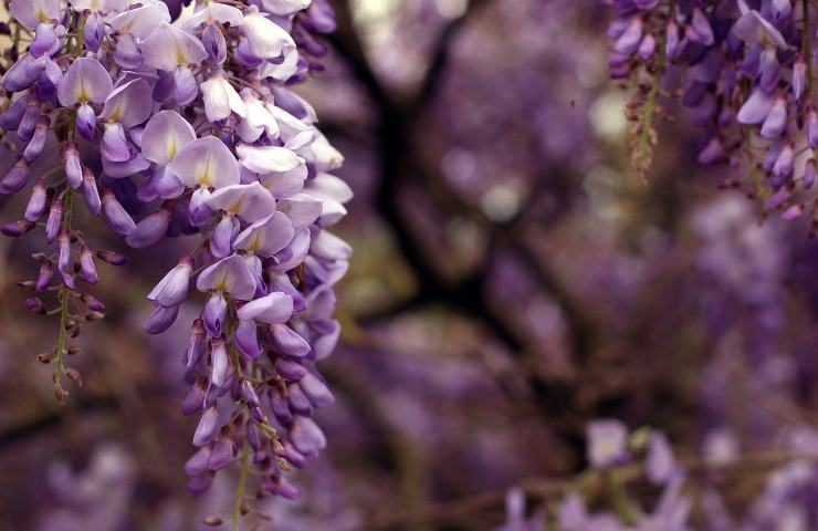 Lo splendido colore viola del glicine fiorito